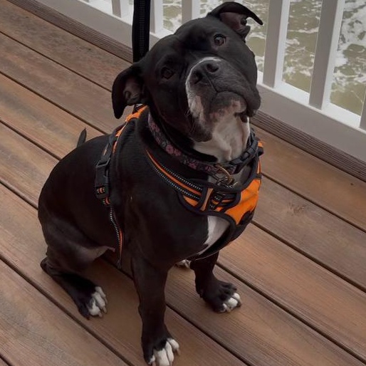 Violet, ADOPTABLE, Adult Female Pit Bull Terrier.