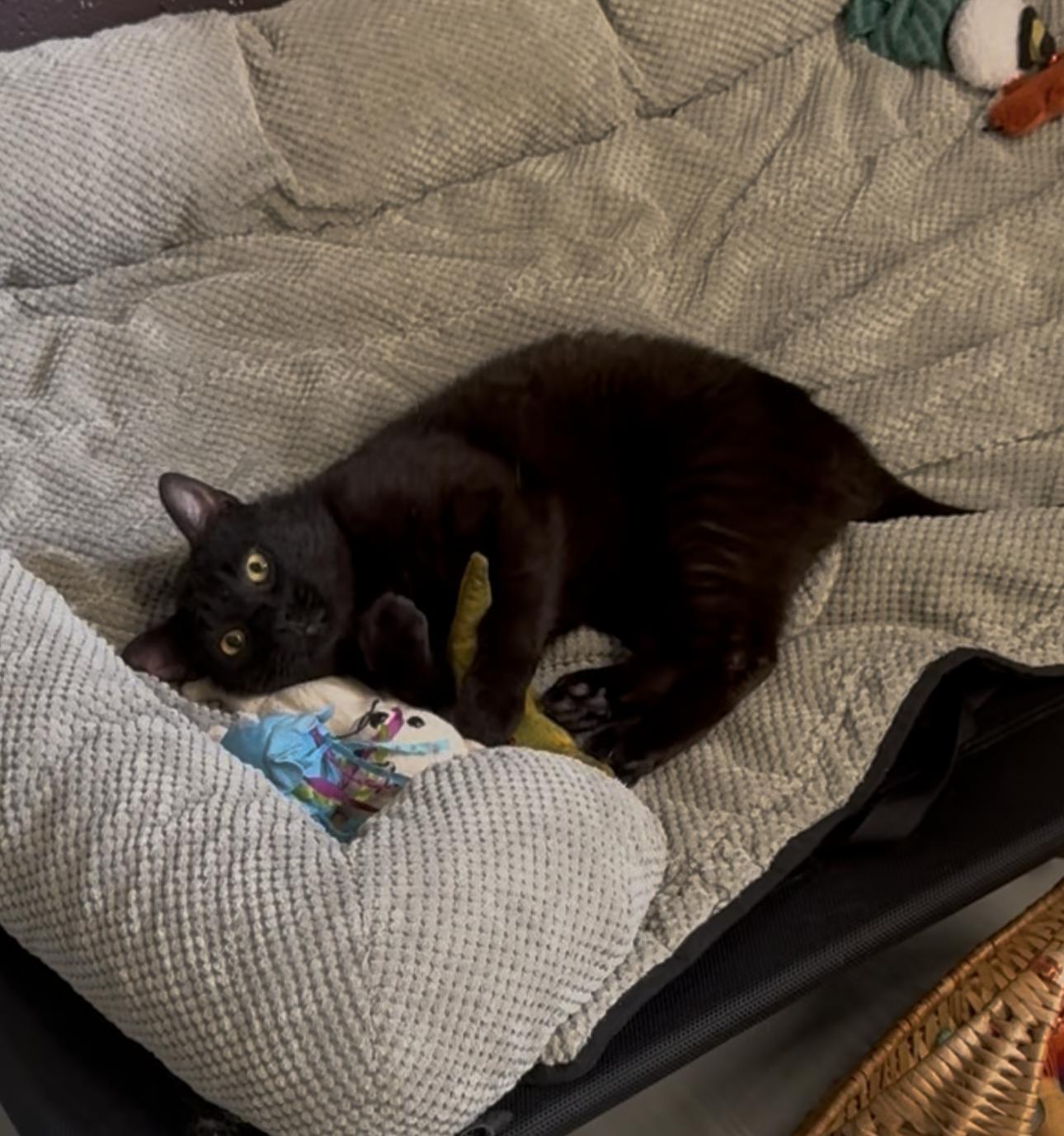Randolph, ADOPTABLE, Adult Male Domestic Short Hair.