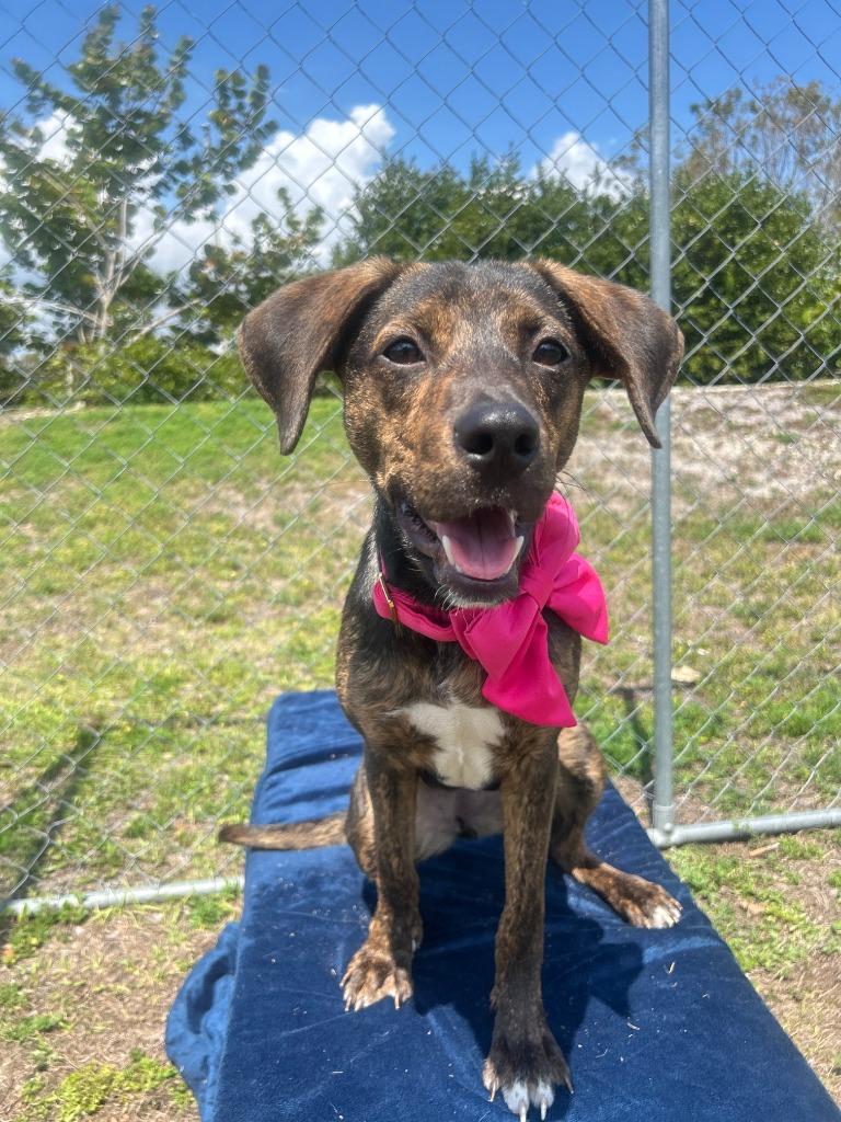Sazerac (Rumi), Adoptable, Puppy Female Mixed Breed.