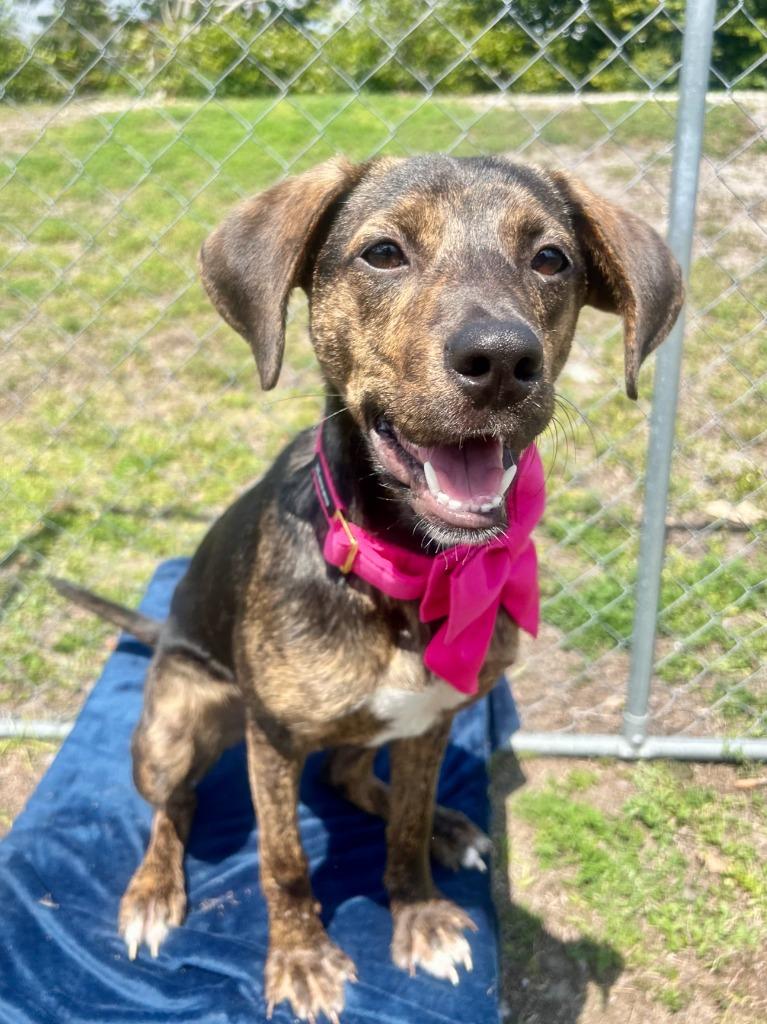 Enlarge Sazerac (Rumi), a Adoptable mixed breed in Cape Coral, FL image 2/6