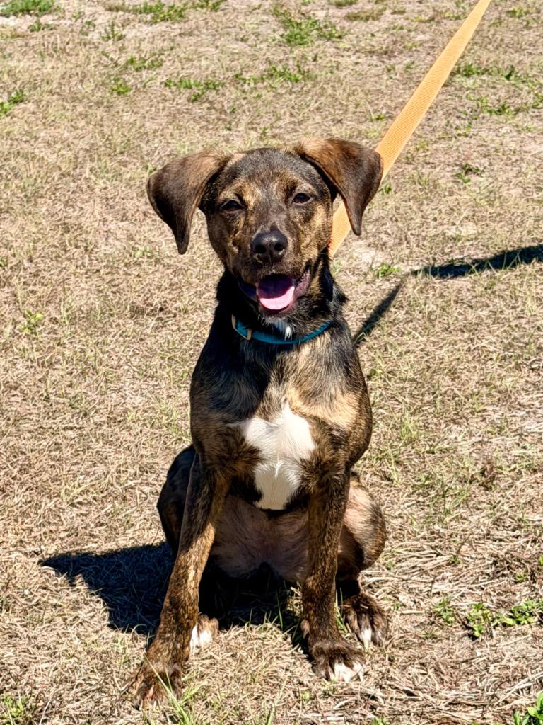 Enlarge Sazerac (Rumi), a Adoptable mixed breed in Cape Coral, FL image 3/6
