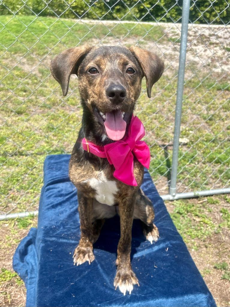 Enlarge Sazerac (Rumi), a Adoptable mixed breed in Cape Coral, FL image 4/6