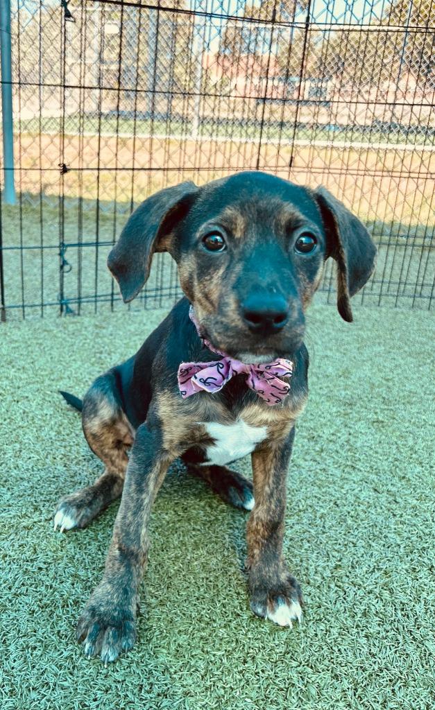 Enlarge Sazerac (Rumi), a Adoptable mixed breed in Cape Coral, FL image 5/6