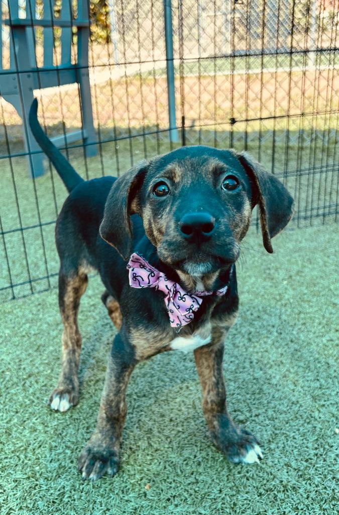Enlarge Sazerac (Rumi), a Adoptable mixed breed in Cape Coral, FL image 6/6