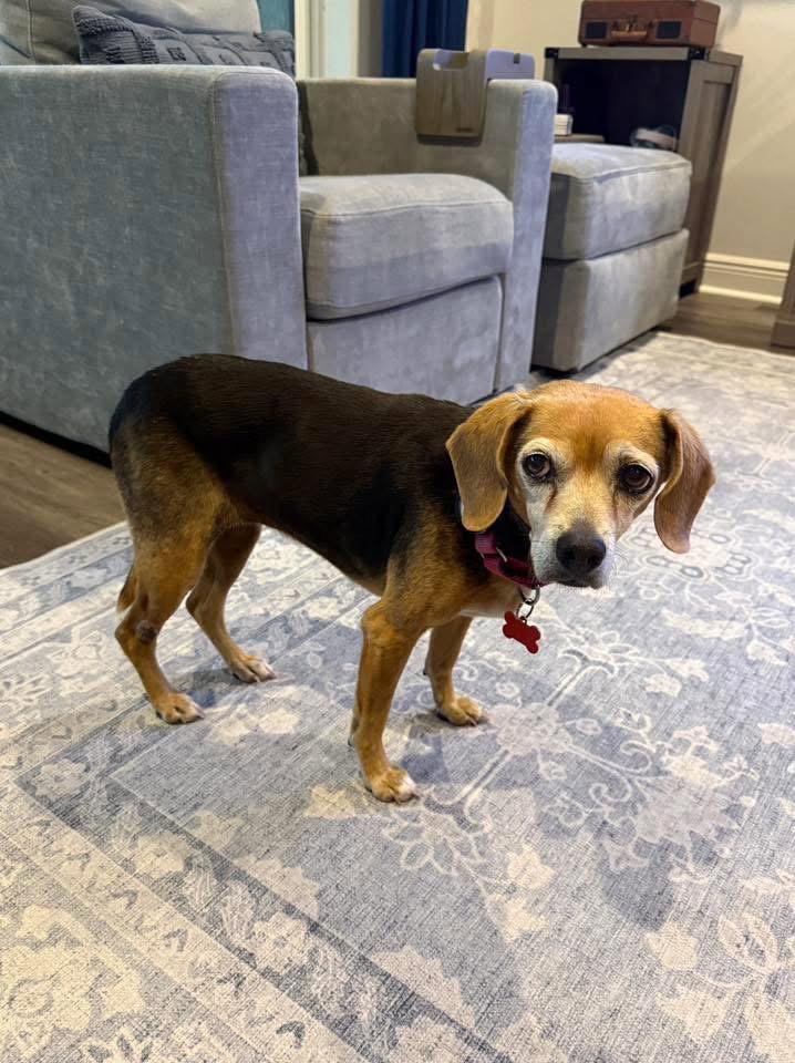 Lucy Ricardo, Adopted, Senior Female Beagle.