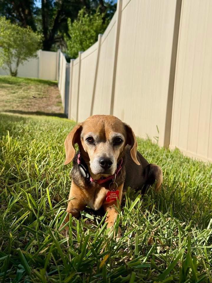 Enlarge Lucy Ricardo, a Adopted Beagle in Tampa, FL image 2/3