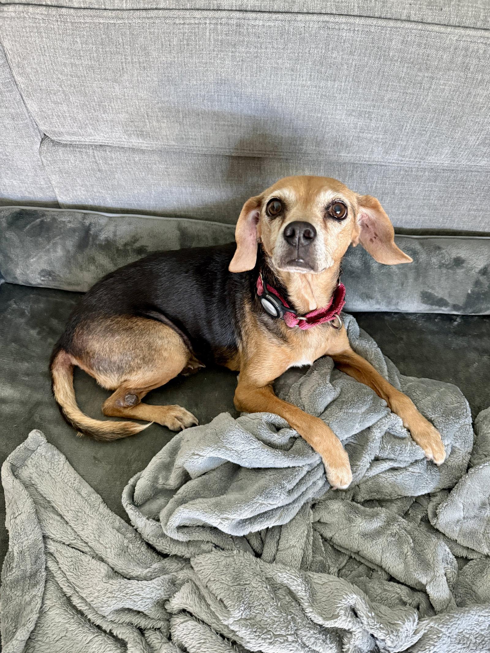 Enlarge Lucy Ricardo, a Adopted Beagle in Tampa, FL image 3/3
