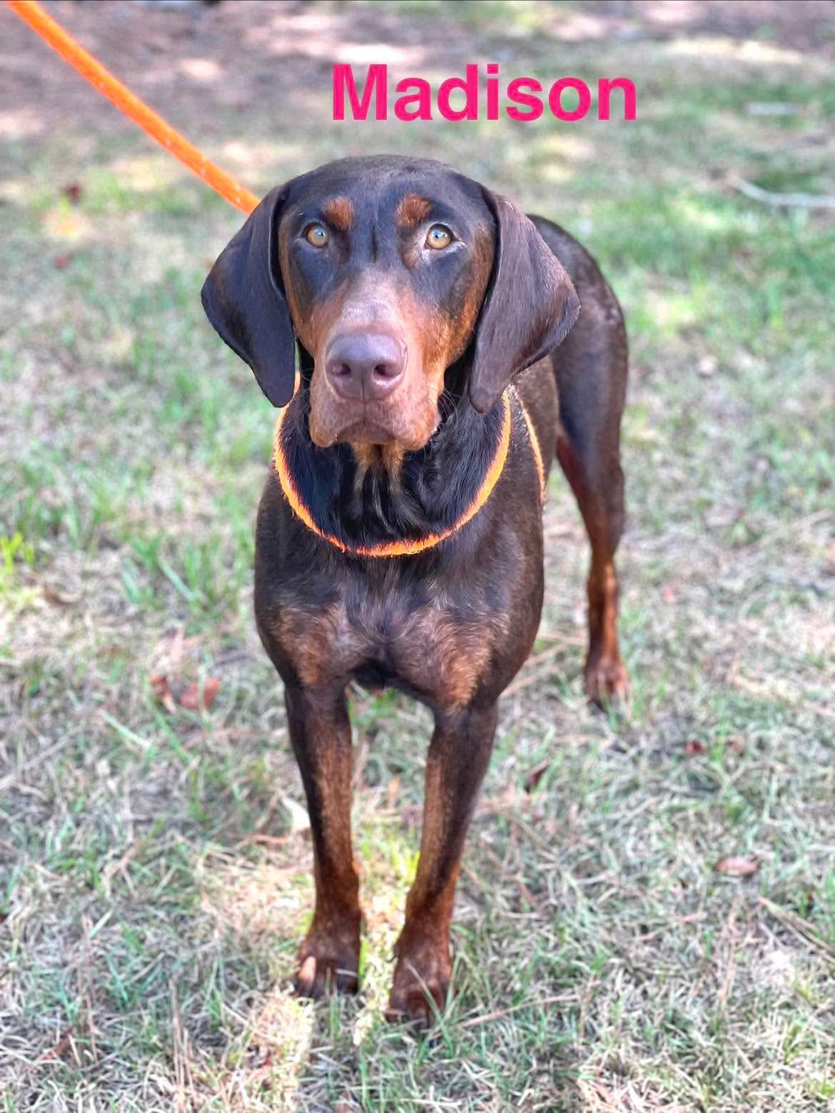 Enlarge MADISON, a Adopted mixed breed in Madisonville, LA image 5/5