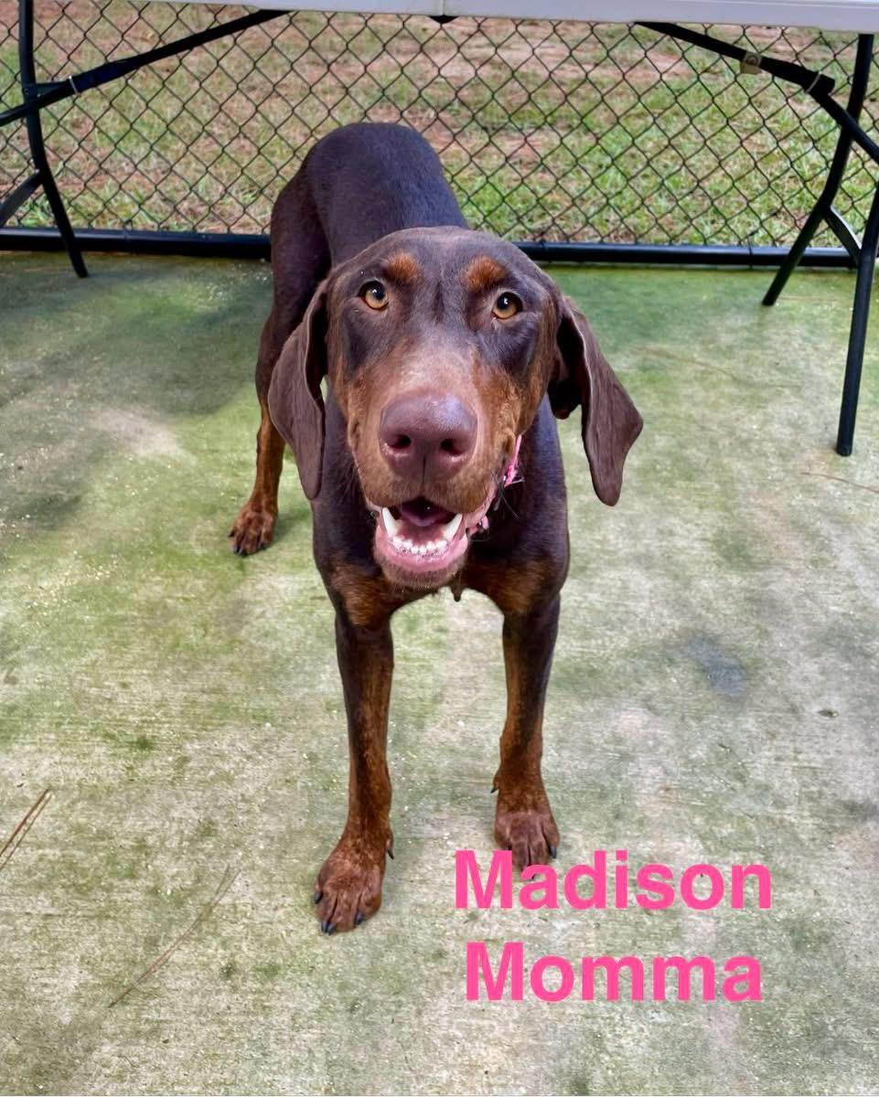MADISON, Adopted, Young Female Doberman Pinscher & Retriever.