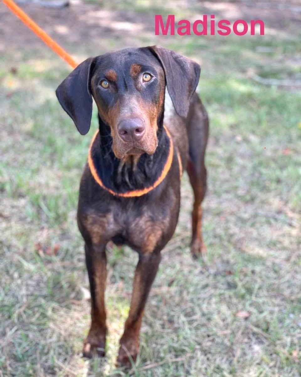 Enlarge MADISON, a Adopted mixed breed in Madisonville, LA image 2/5