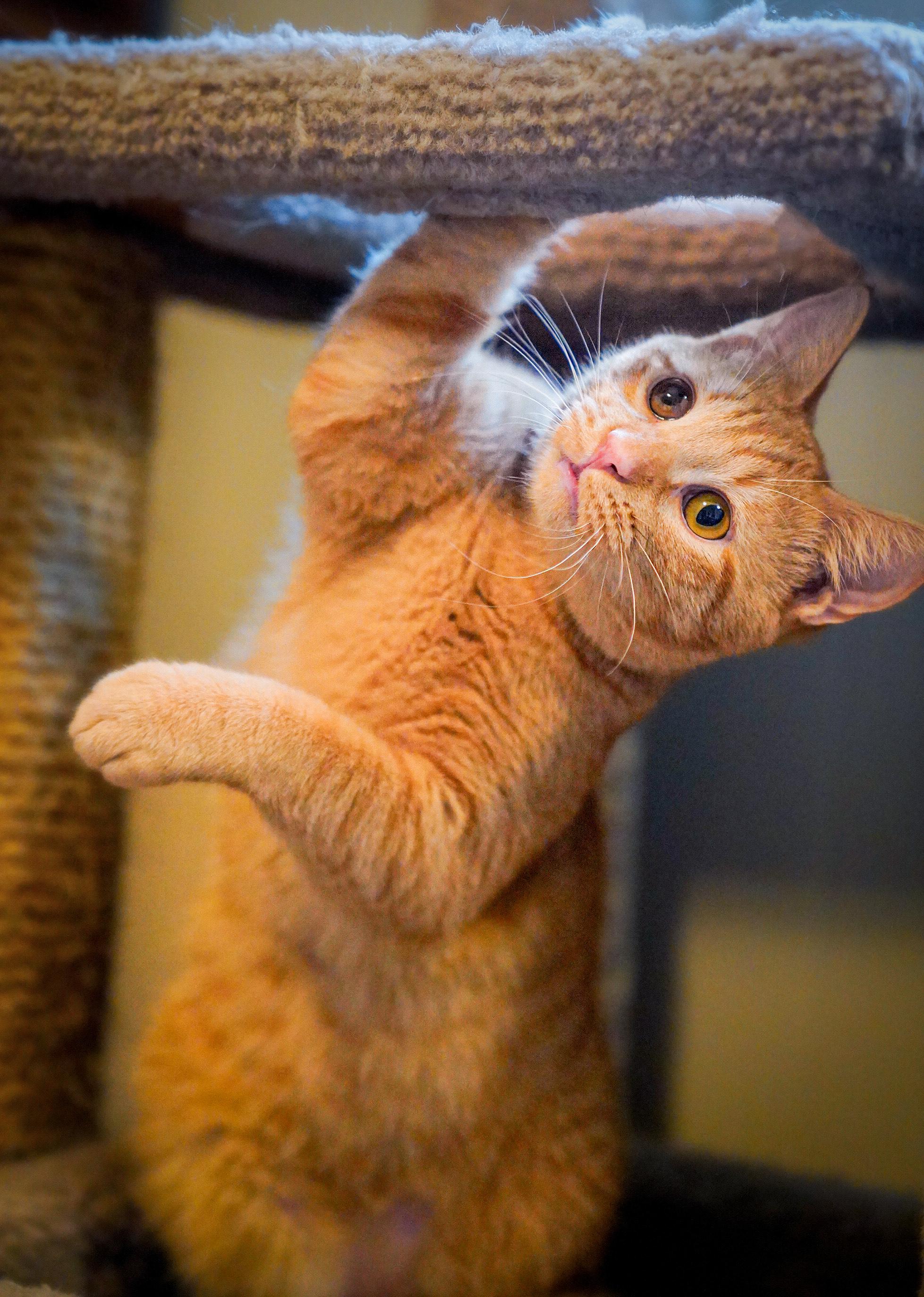 Jake, an adopted Domestic Short Hair in Hixson, TN image 6/6