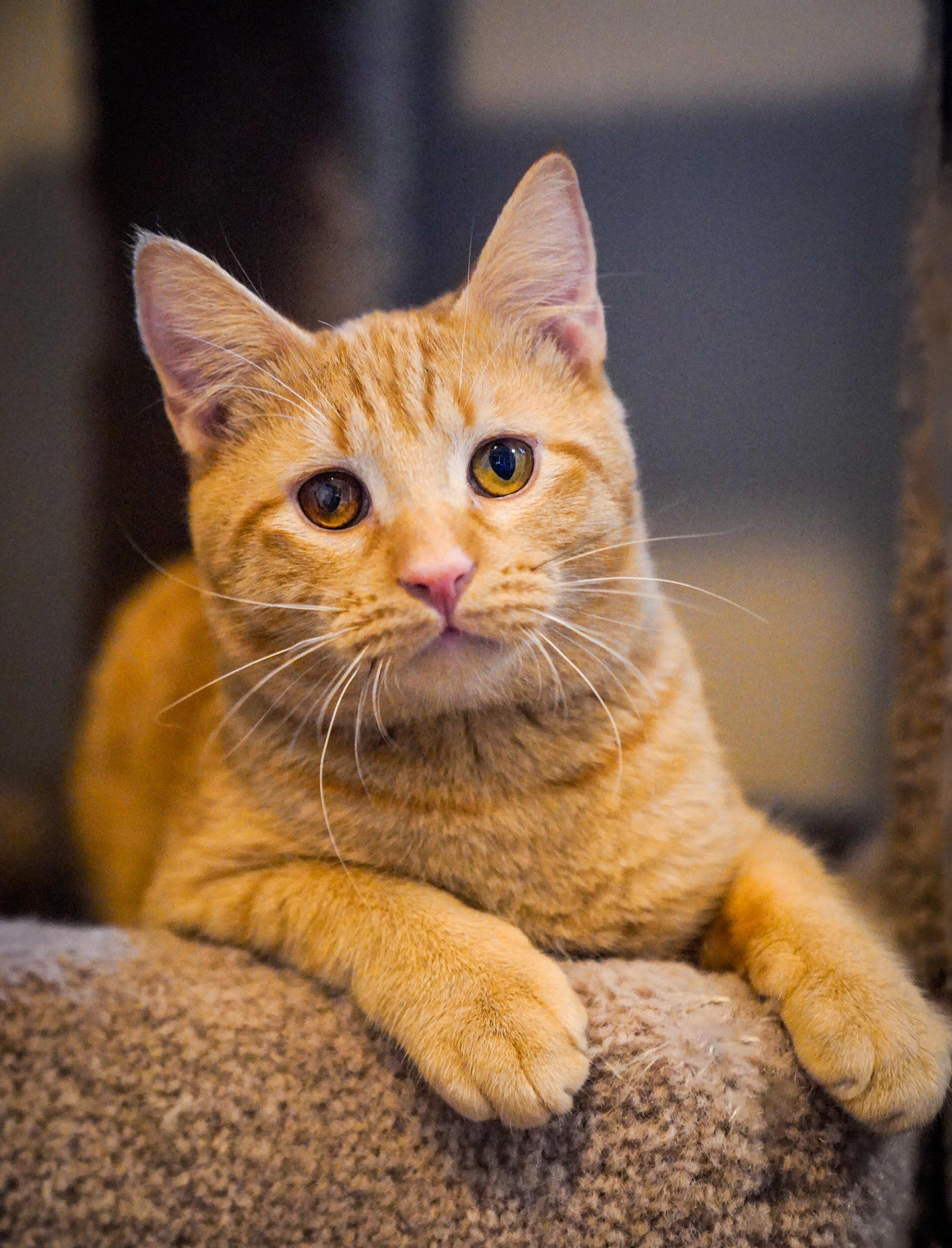 Jake, adopted, Young Male Domestic Short Hair.