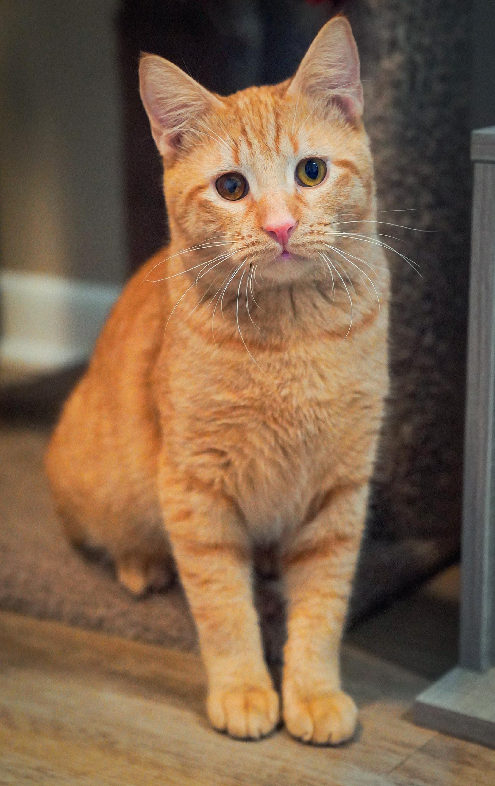 Jake, an adopted Domestic Short Hair in Hixson, TN image 5/6