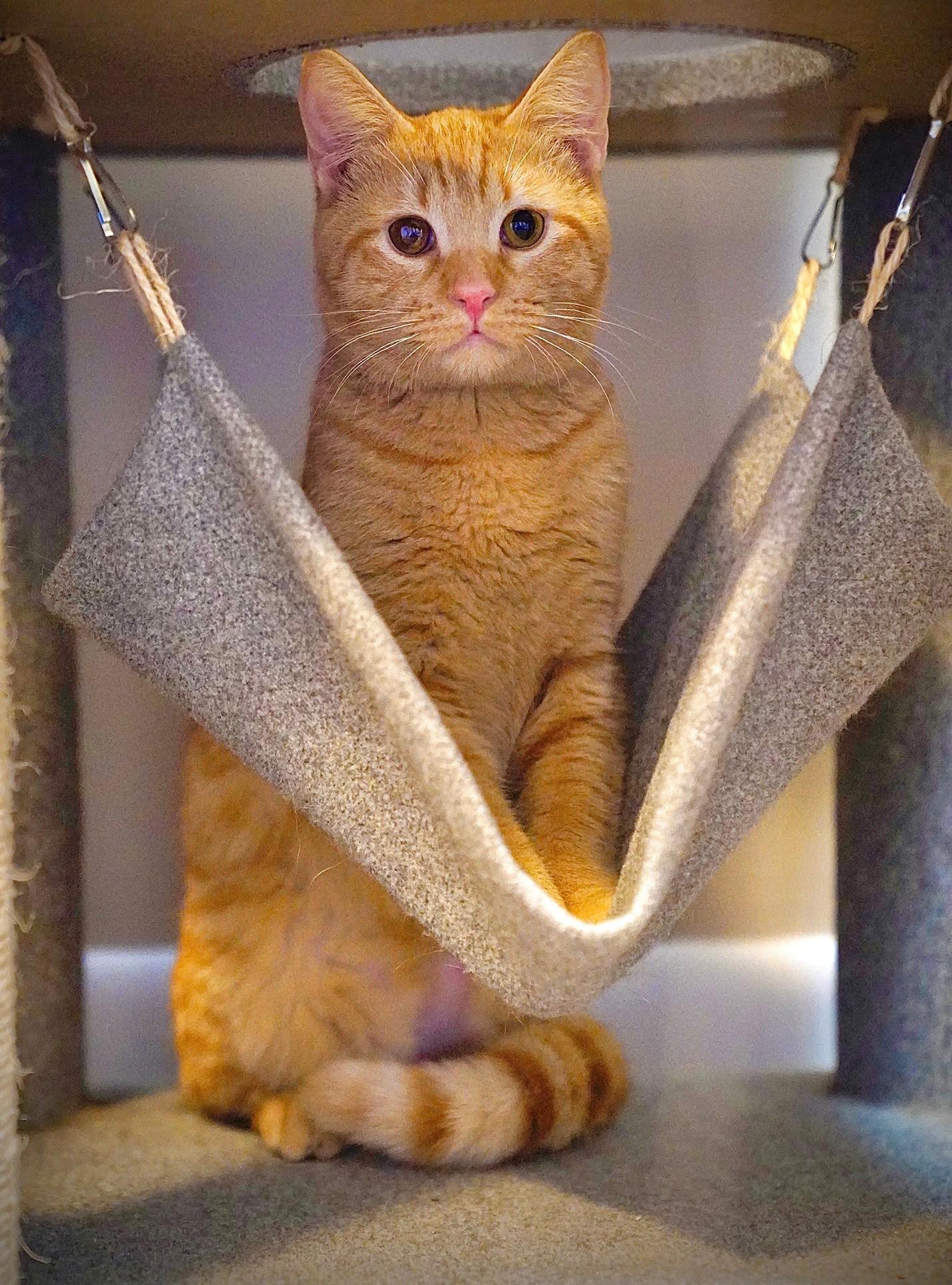 Jake, an adopted Domestic Short Hair in Hixson, TN image 2/6