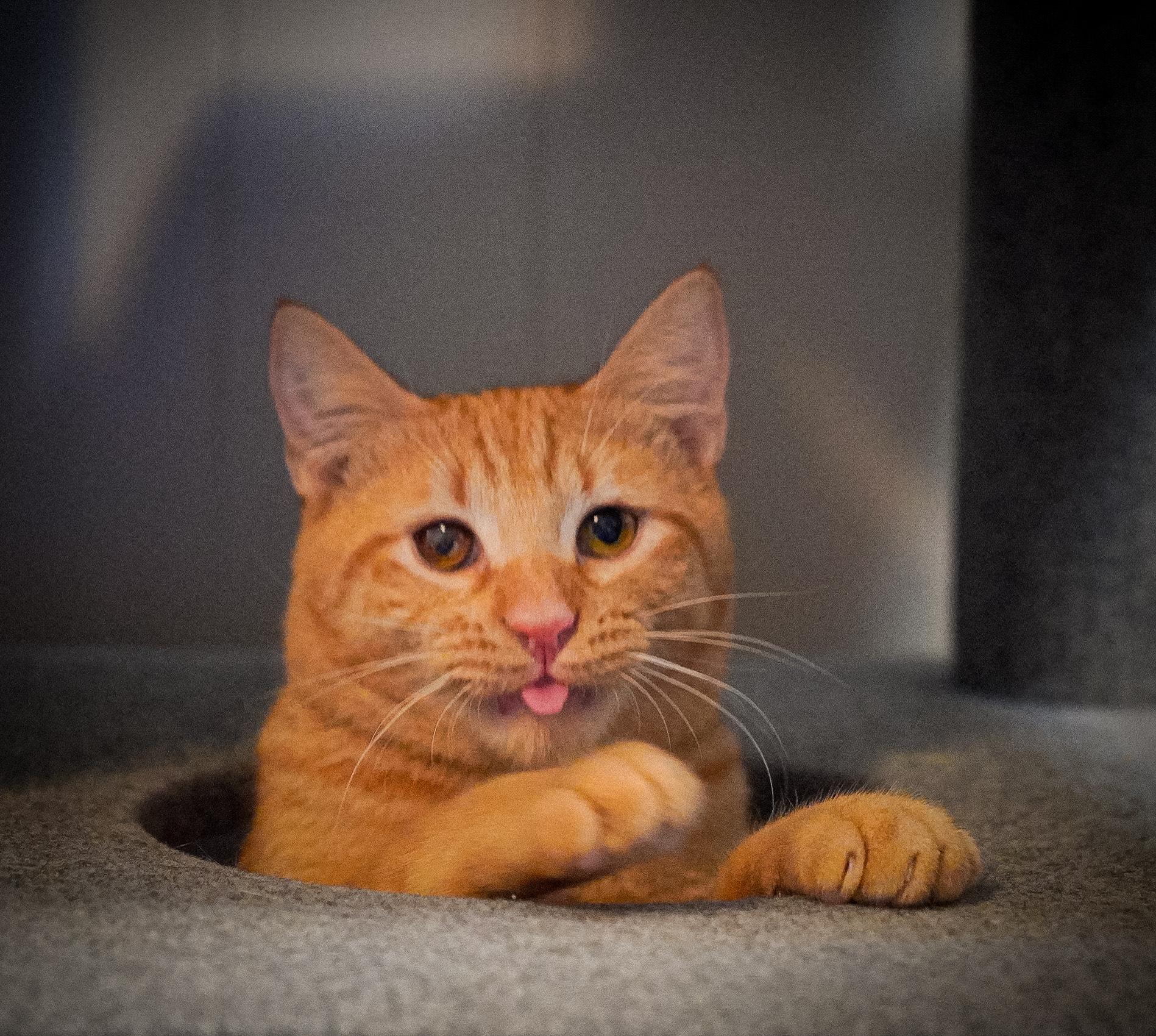 Jake, an adopted Domestic Short Hair in Hixson, TN image 4/6