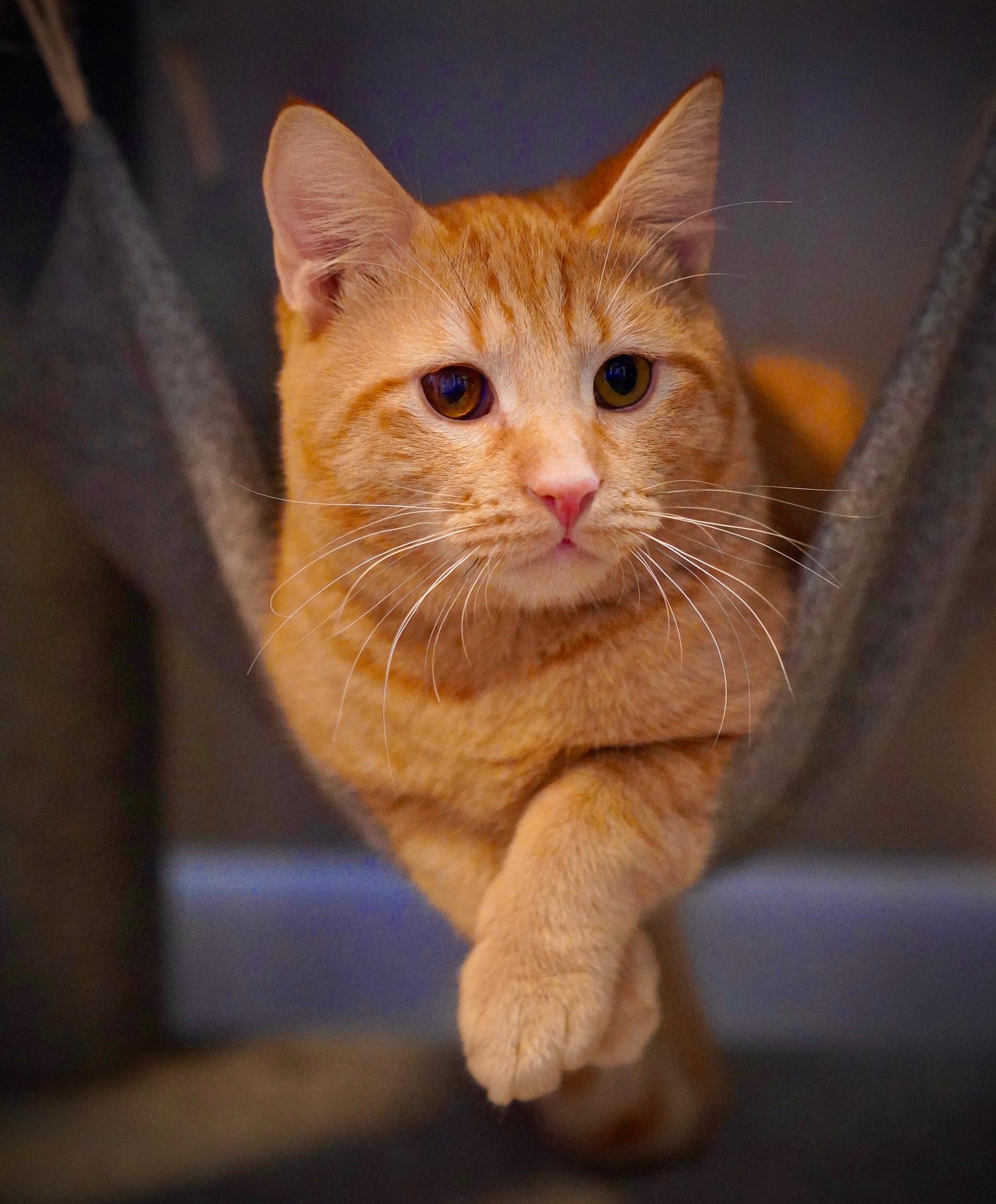 Jake, an adopted Domestic Short Hair in Hixson, TN image 3/6