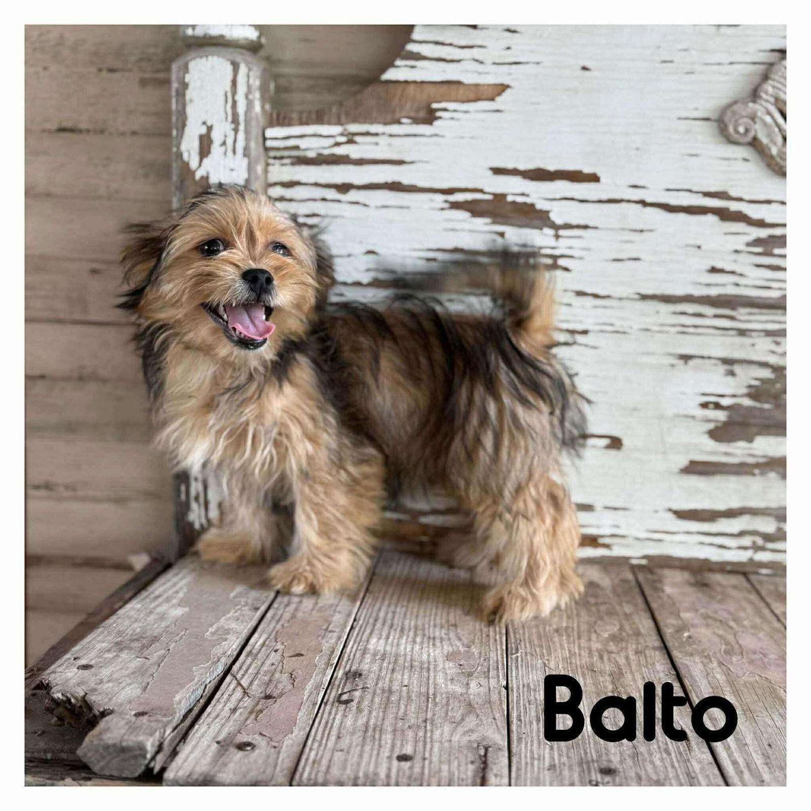 Nathalie's Balto TX, Adoptable, Puppy Male Terrier.