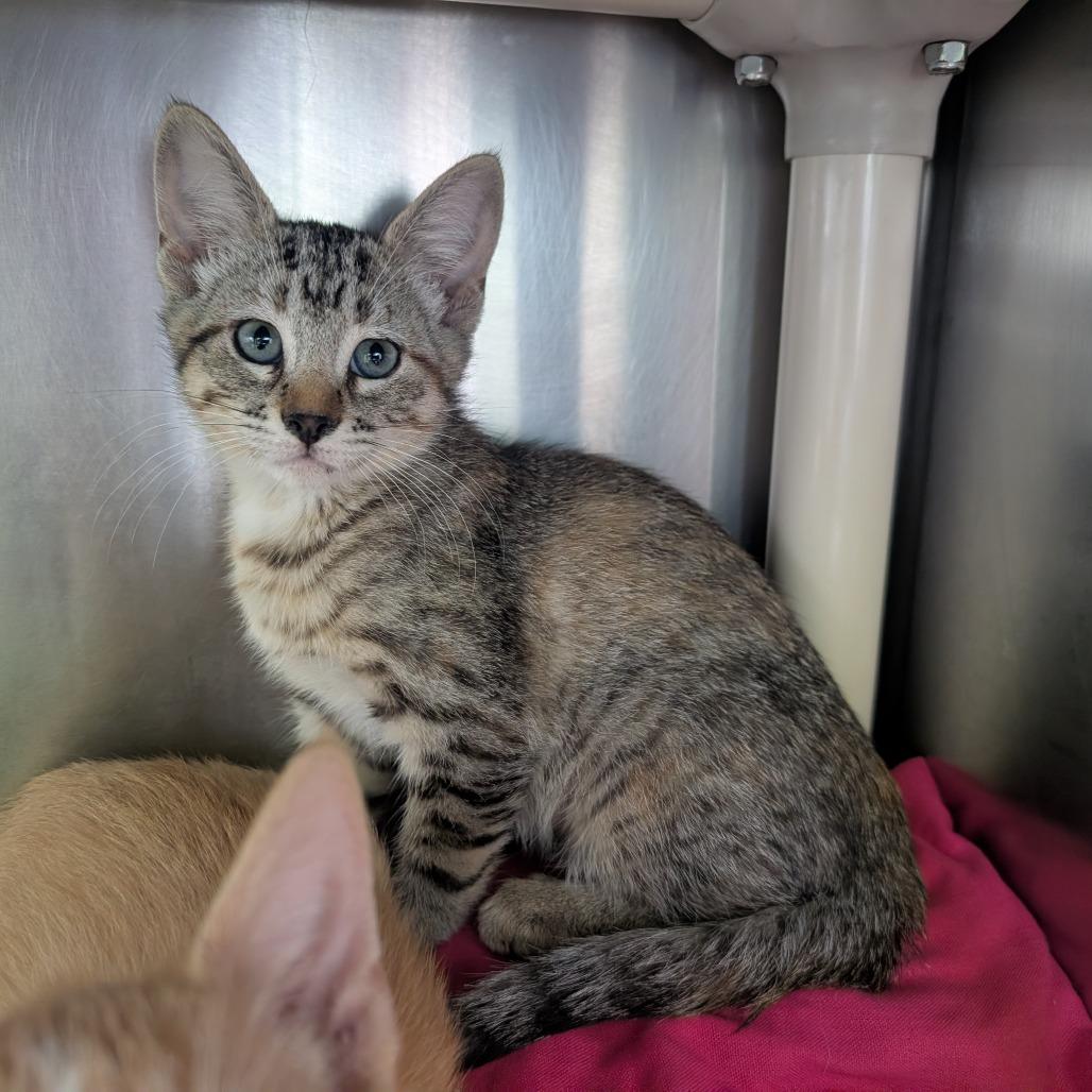 Winnie, a Adoptable Domestic Short Hair in Emporia, KS image 1/2