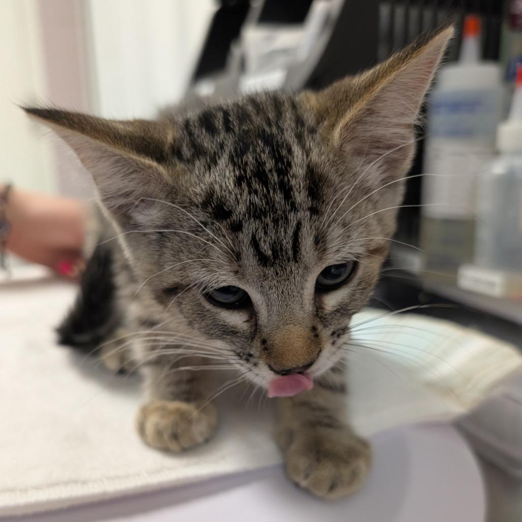 Winnie, a Adoptable Domestic Short Hair in Emporia, KS image 2/2