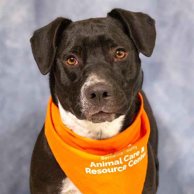 CHIKA, Adoptable, Young Female Pit Bull Terrier & Mixed Breed.