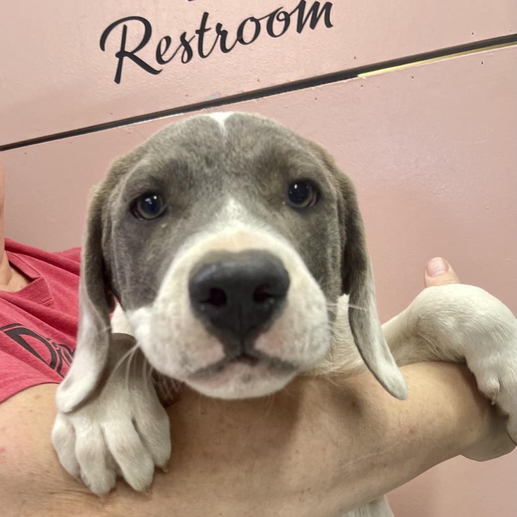 (Vet ?) Mango, Adoptable, Puppy Male Mixed Breed.