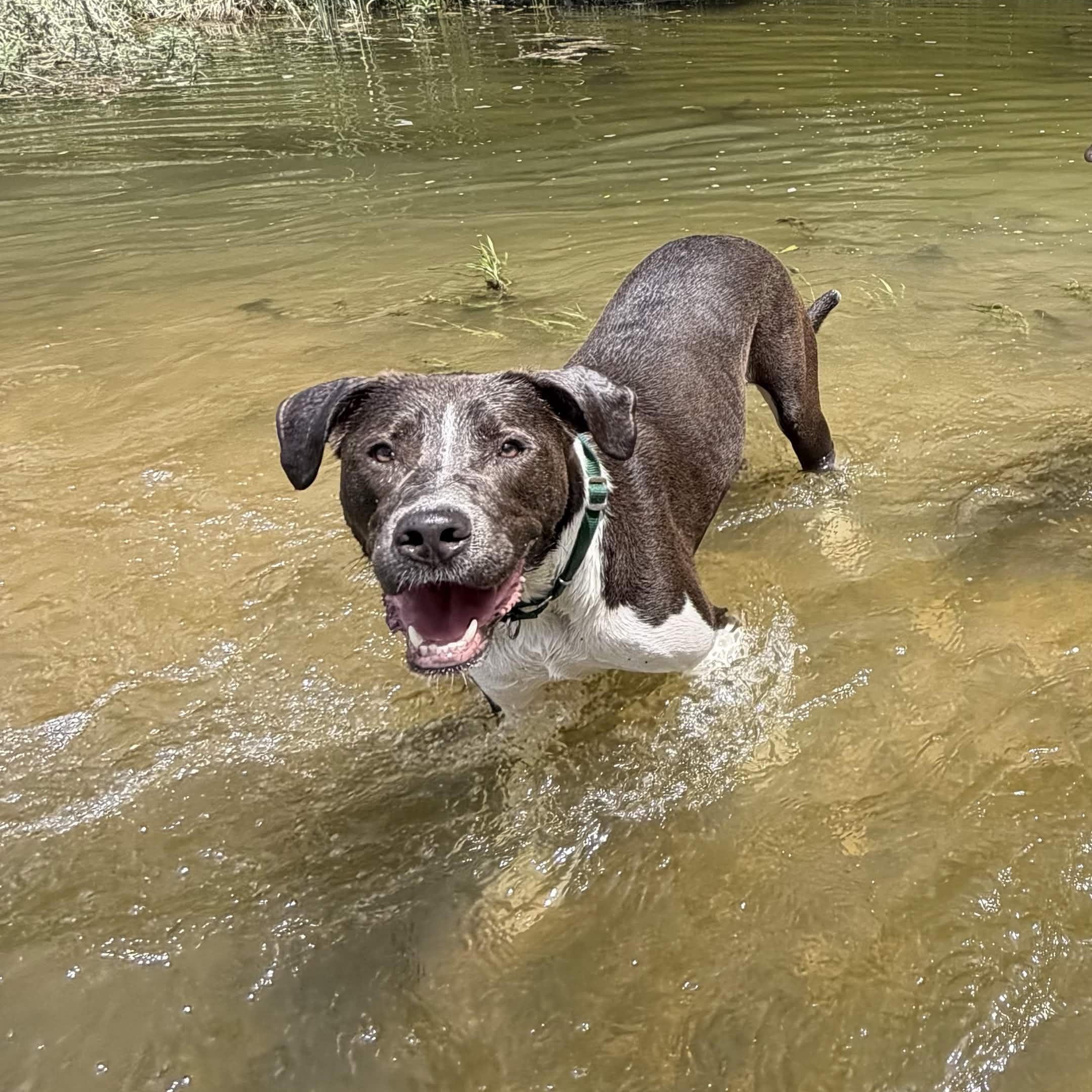 Enlarge Diesel, a Adoptable mixed breed in Austin, TX image 4/6