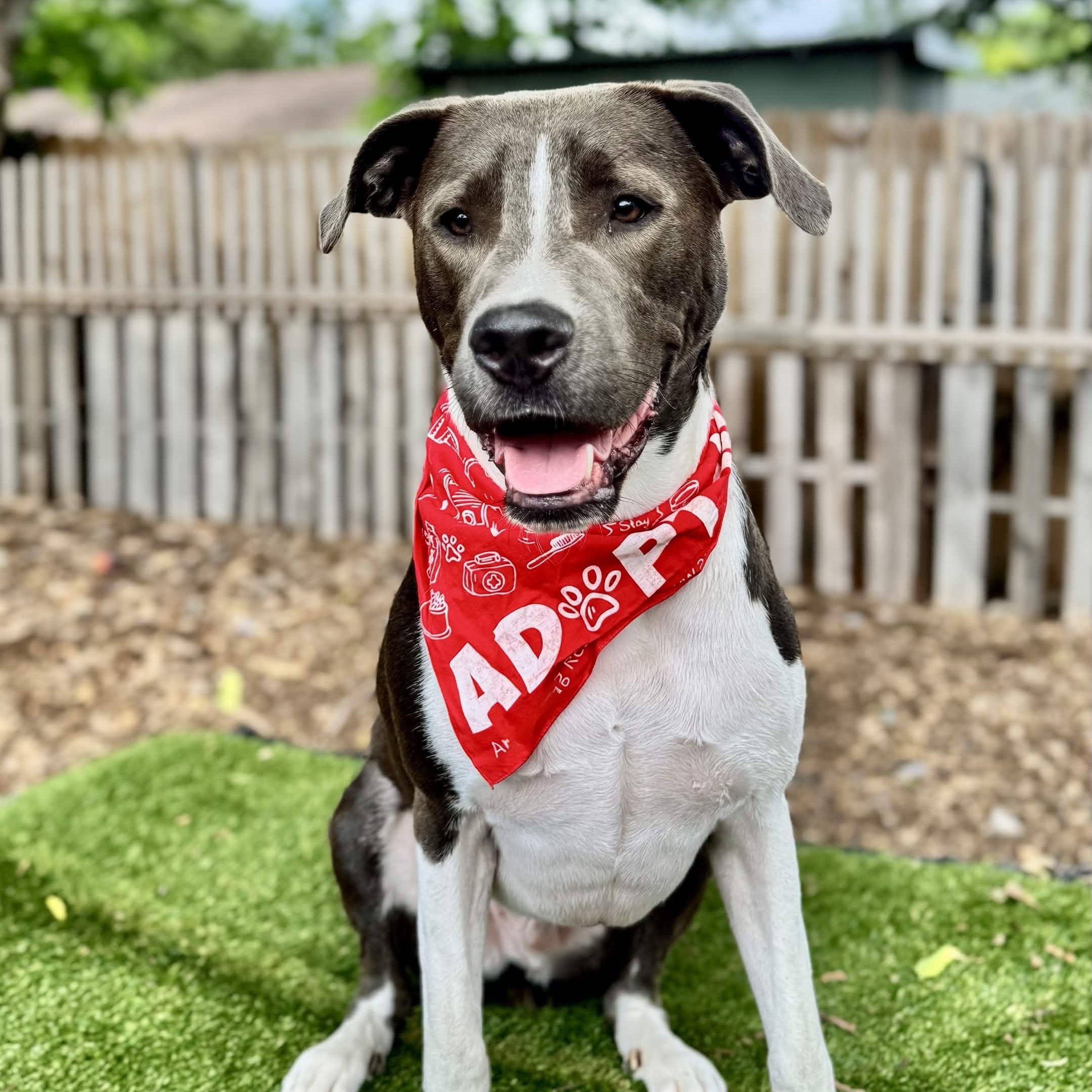 Enlarge Diesel, a Adoptable mixed breed in Austin, TX image 1/6