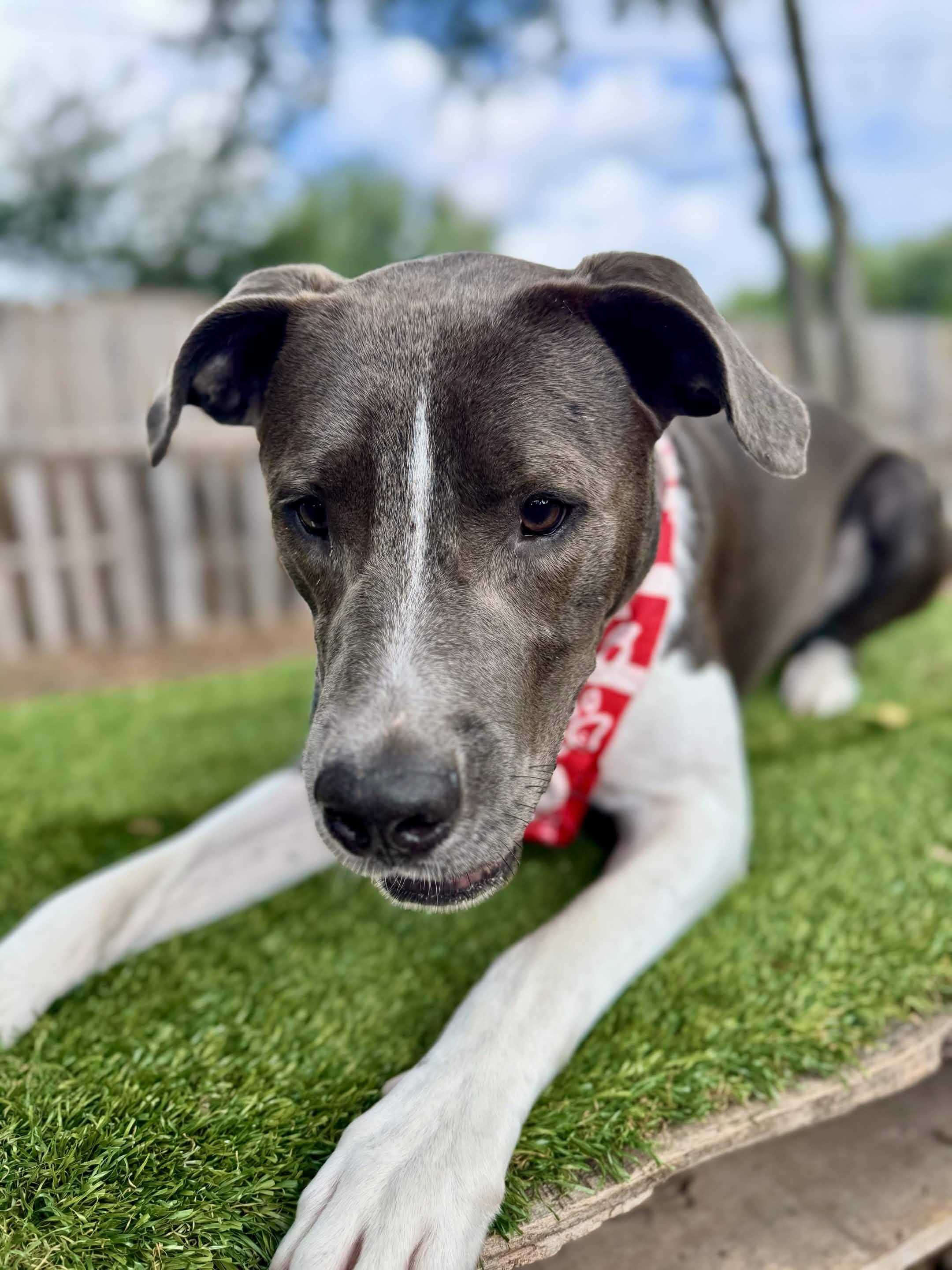 Enlarge Diesel, a Adoptable mixed breed in Austin, TX image 3/6