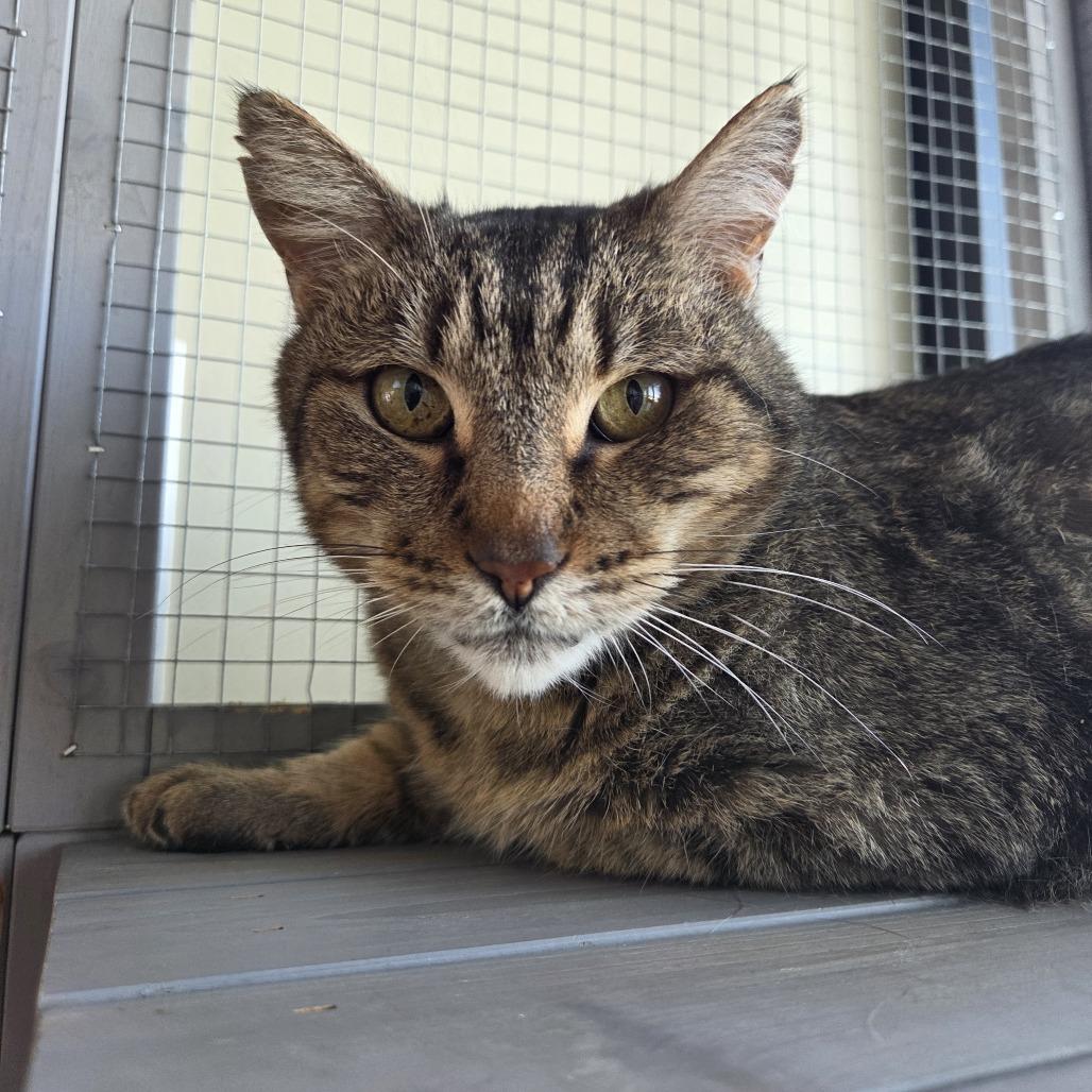 Puma, Adoptable, Adult Male Domestic Short Hair.