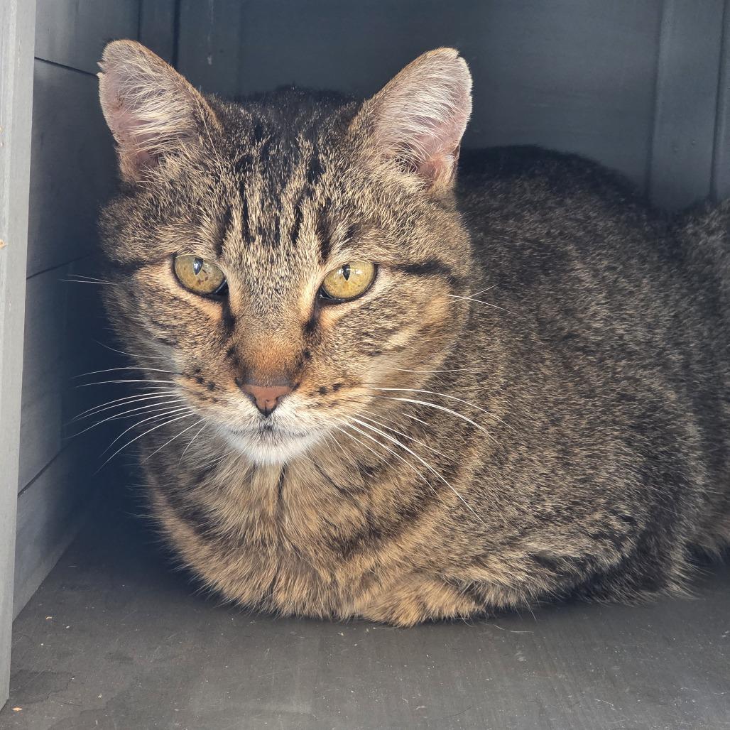 Enlarge Puma, a Adoptable mixed breed in Leander, TX image 2/4