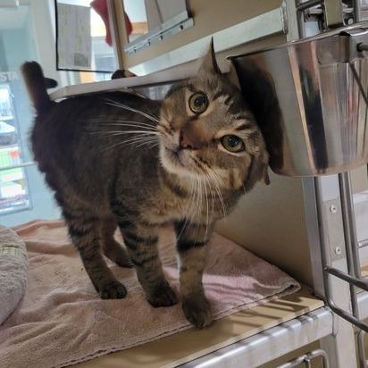 Puma, a Adoptable mixed breed in Leander, TX image 2/2