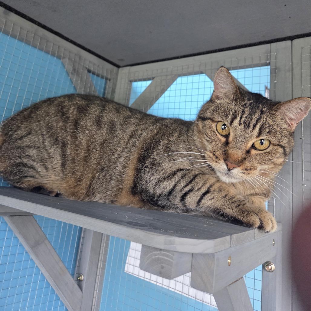 Enlarge Puma, a Adoptable mixed breed in Leander, TX image 4/6