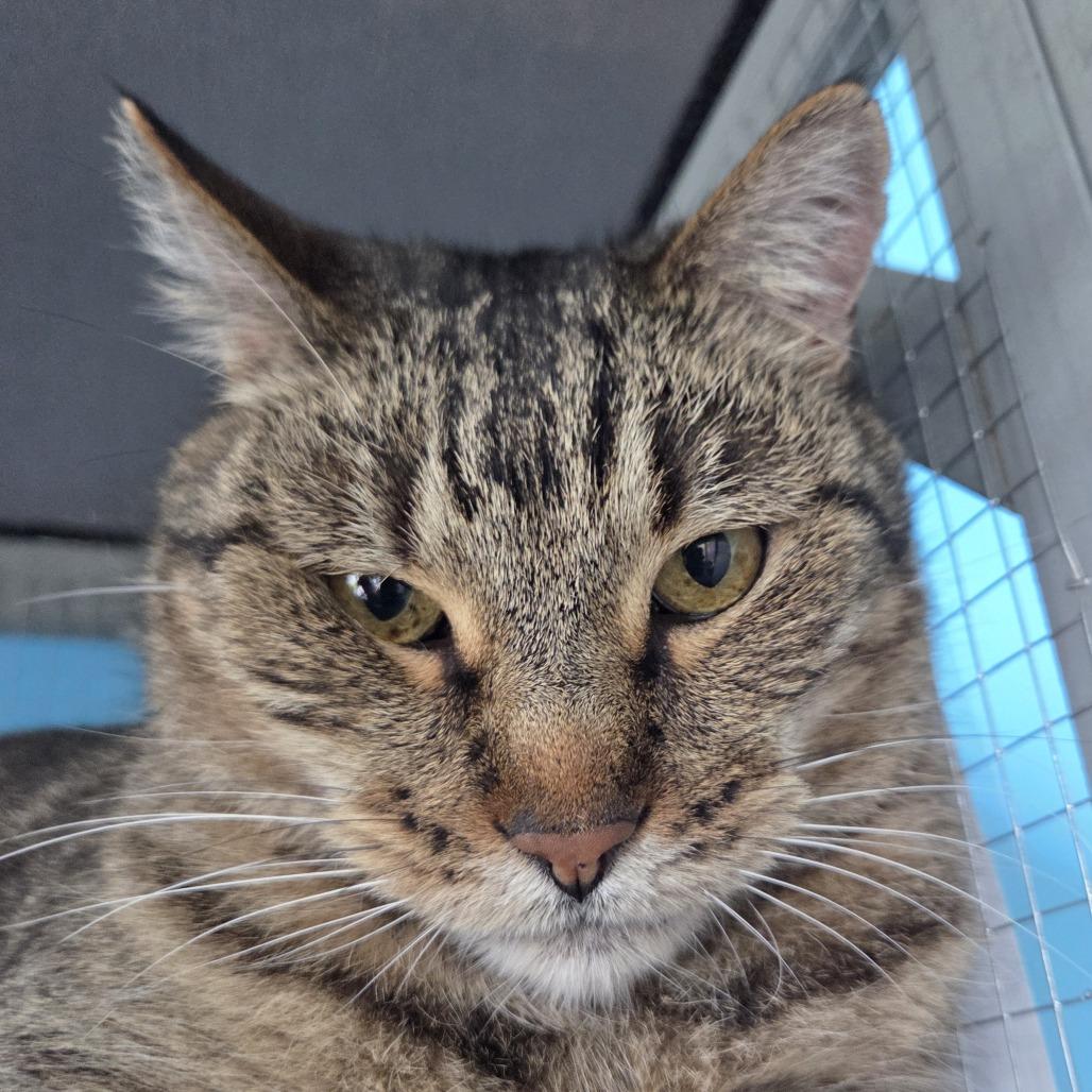 Enlarge Puma, a Adoptable mixed breed in Leander, TX image 5/6