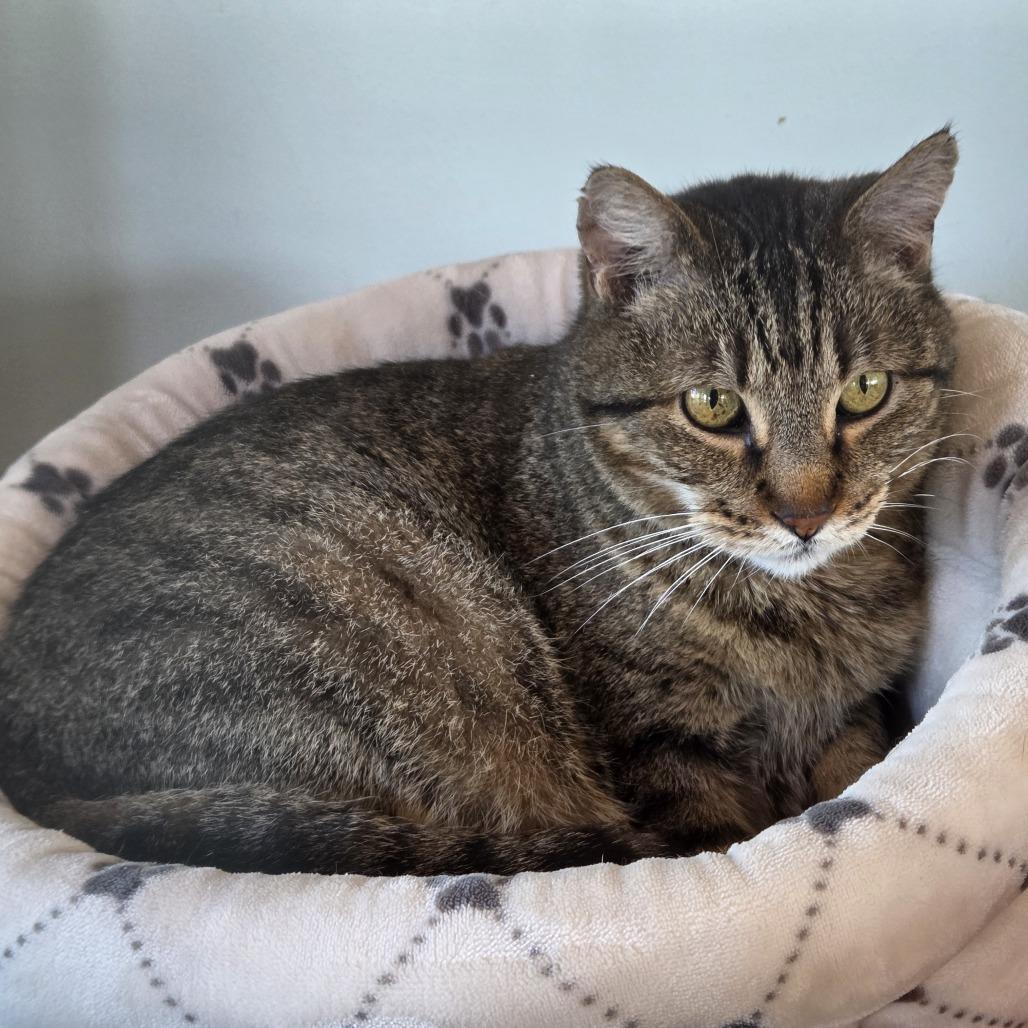 Enlarge Puma, a Adoptable mixed breed in Leander, TX image 4/4