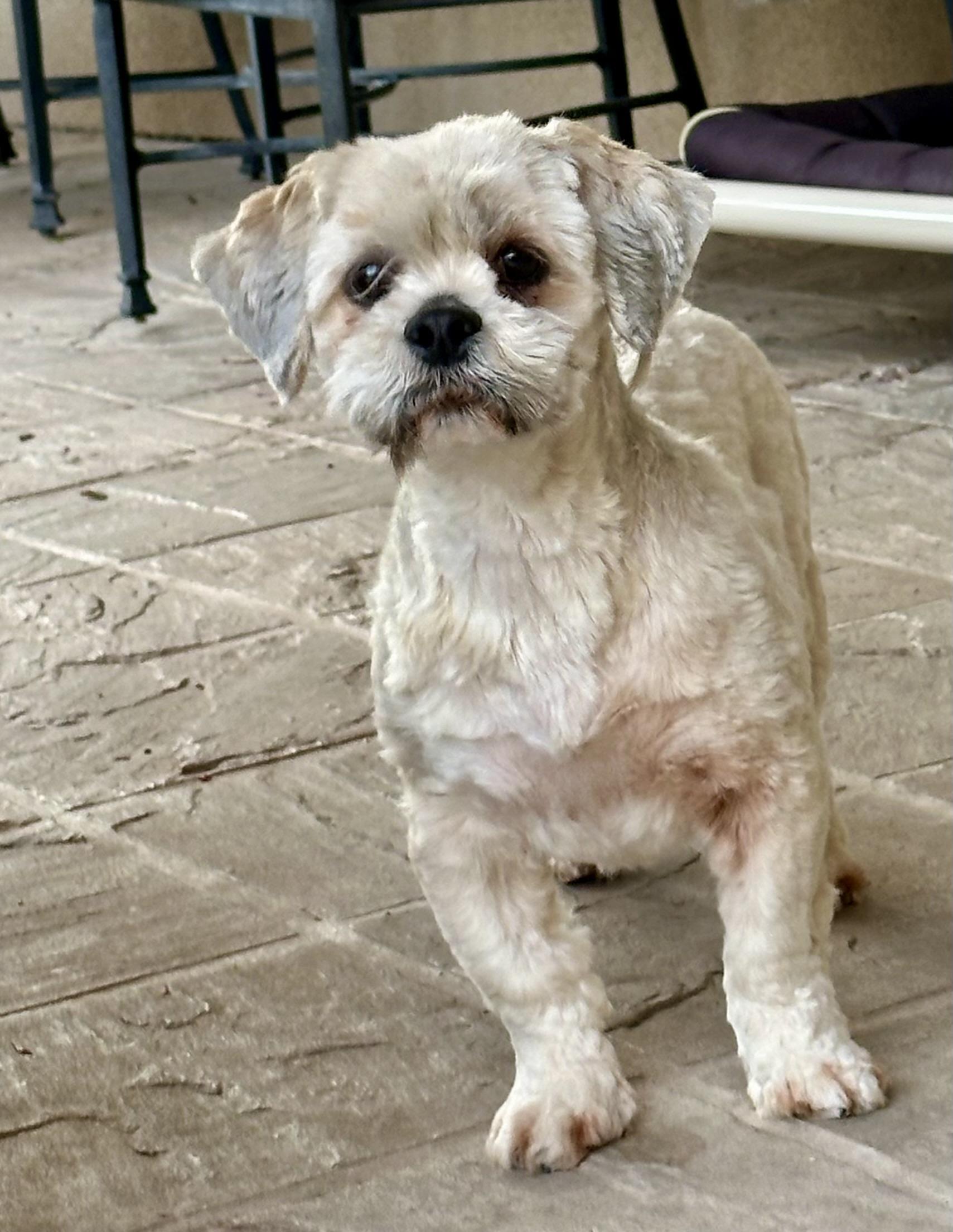 Enlarge Dolly, a ADOPTABLE Lhasa Apso in Fremont, CA image 1/5