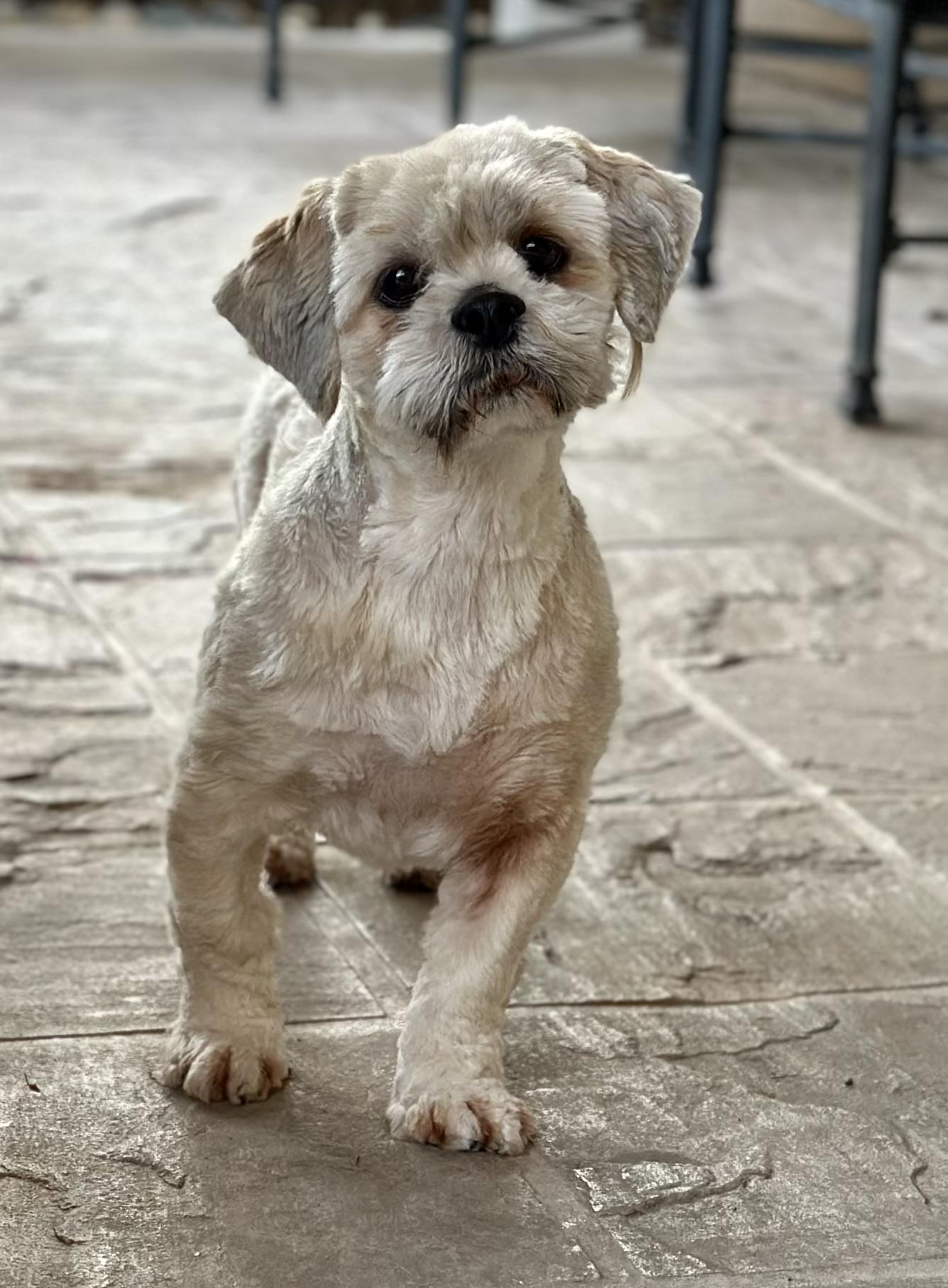 Enlarge Dolly, a ADOPTABLE Lhasa Apso in Fremont, CA image 3/5