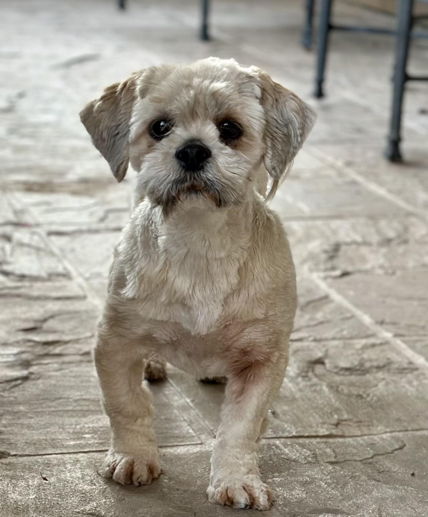 Enlarge Dolly, a ADOPTABLE Lhasa Apso in Fremont, CA image 2/5
