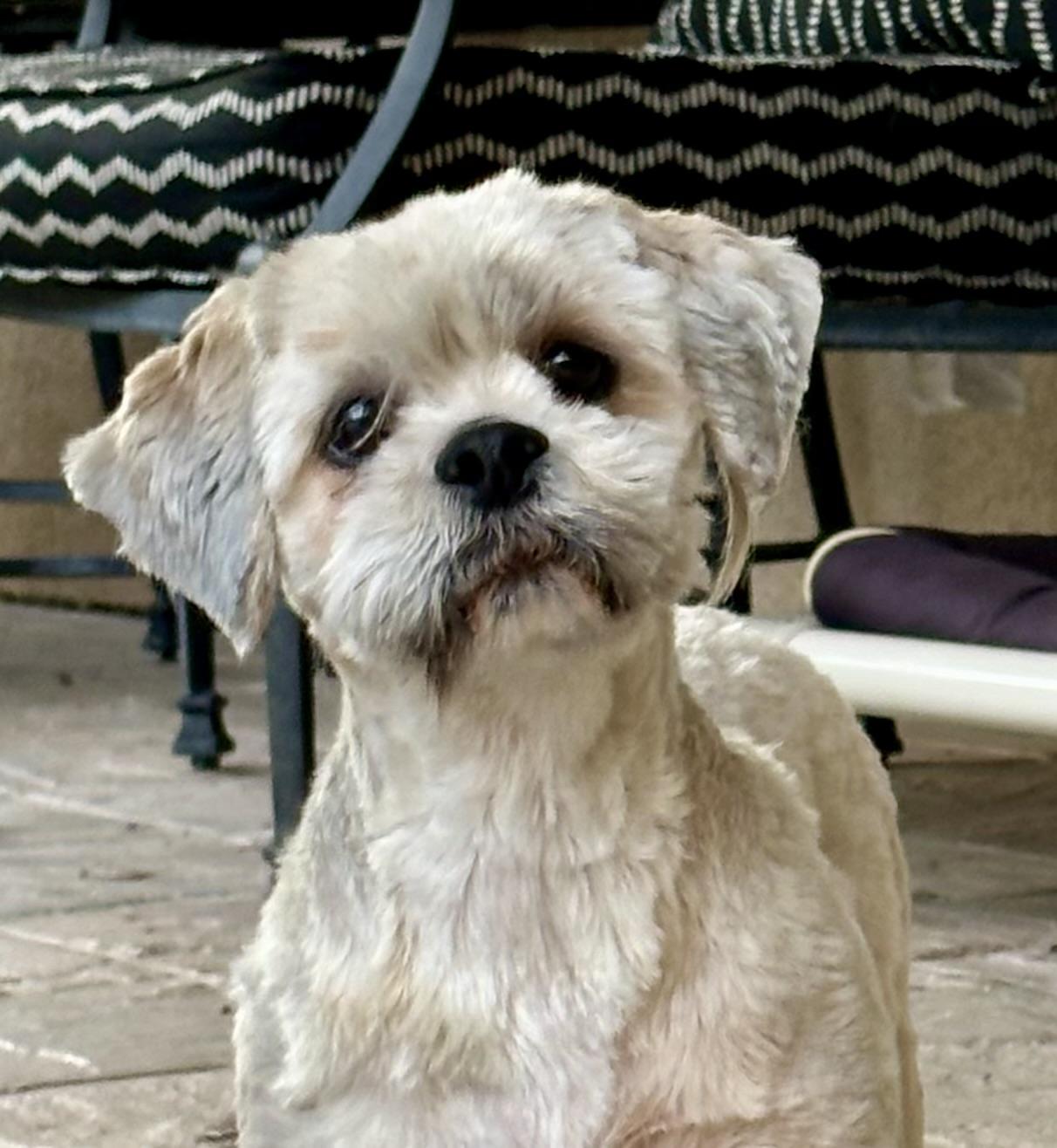 Enlarge Dolly, a ADOPTABLE Lhasa Apso in Fremont, CA image 4/5