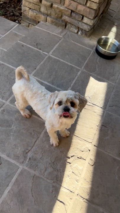 Enlarge Dolly, a ADOPTABLE Lhasa Apso in Fremont, CA video 5/5