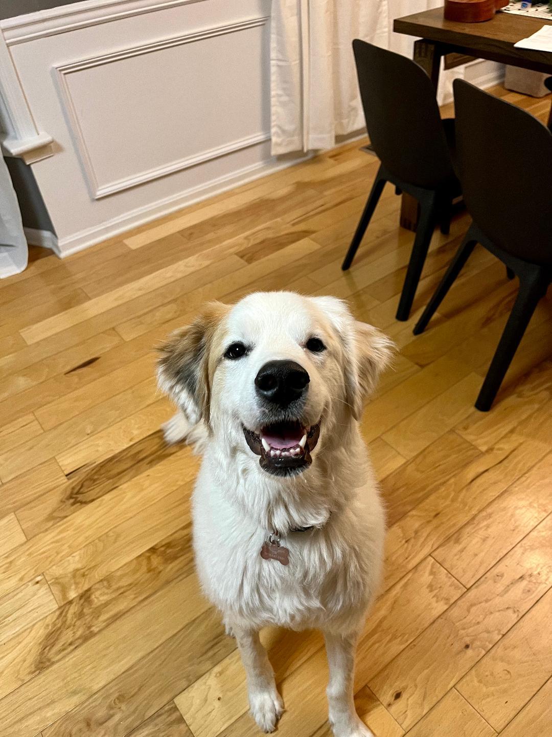 SCOUT OTI, Adopted, Adult Female Great Pyrenees & Labrador Retriever.