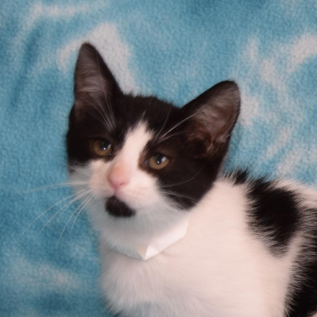 Magpie, Adoptable, Kitten Female Domestic Short Hair.