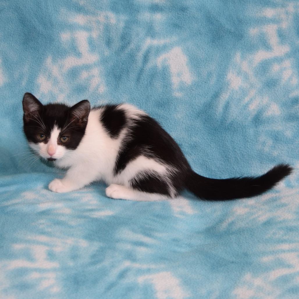 Enlarge Magpie, a Adoptable Domestic Short Hair in Eureka, CA image 2/3