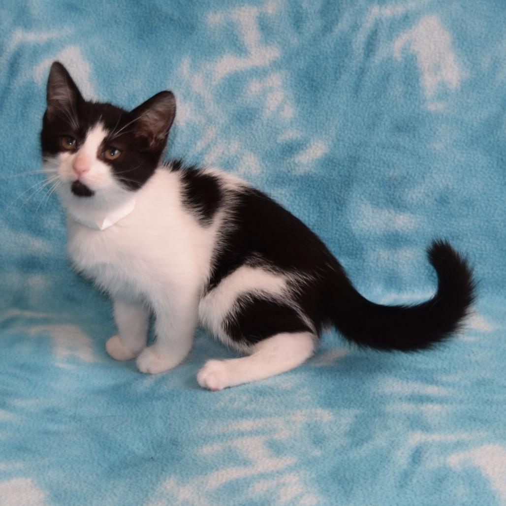 Enlarge Magpie, a Adoptable Domestic Short Hair in Eureka, CA image 3/3
