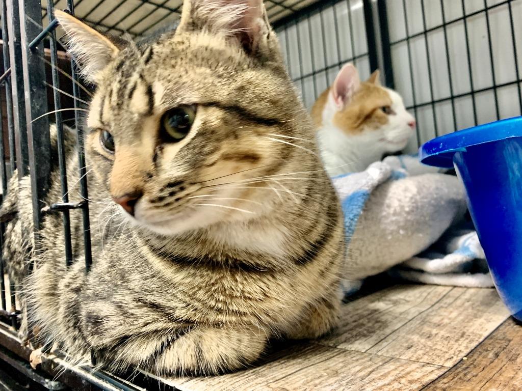 Sparrow, Adoptable, Adult Male Domestic Short Hair.