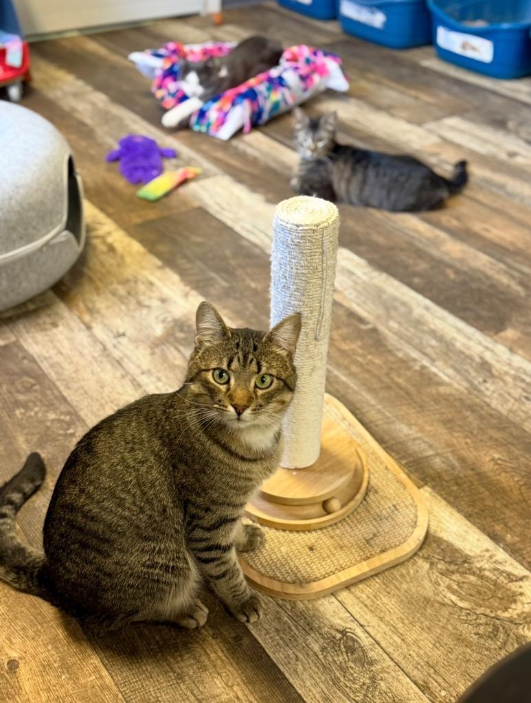 Enlarge Sparrow, a Adoptable mixed breed in Algona, IA image 2/6