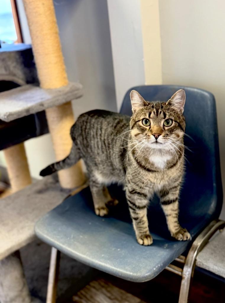 Enlarge Sparrow, a Adoptable mixed breed in Algona, IA image 5/6