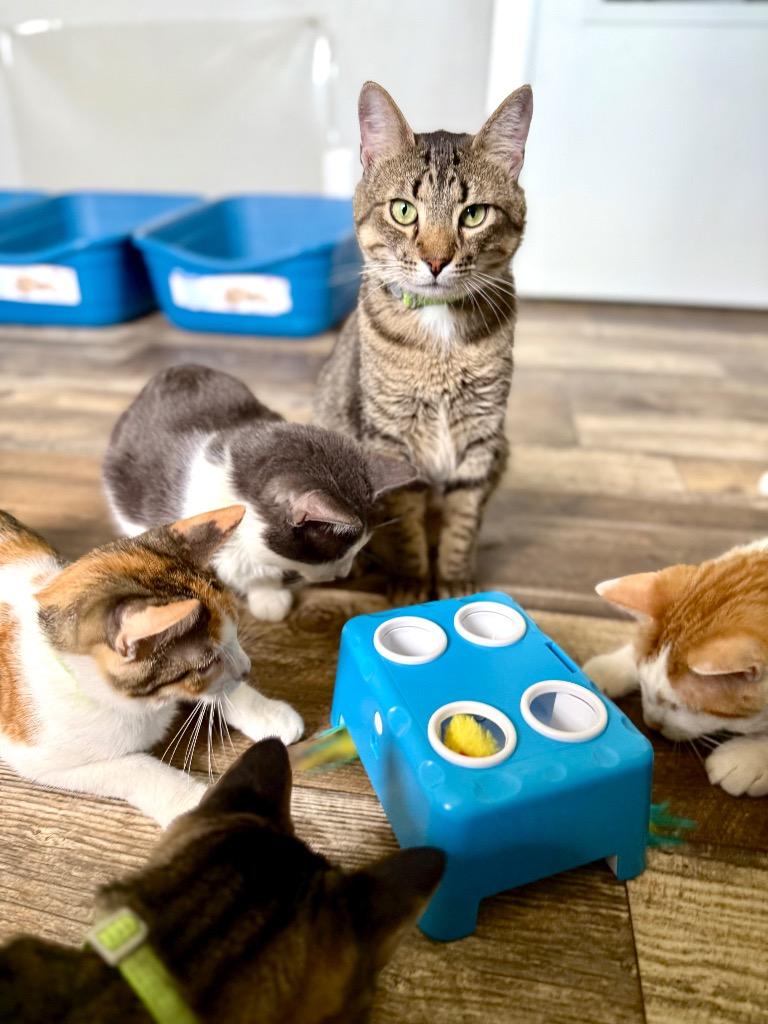 Enlarge Sparrow, a Adoptable mixed breed in Algona, IA image 6/6