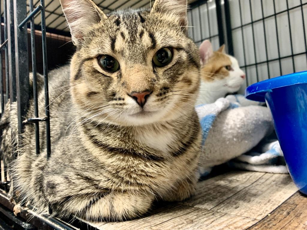 Enlarge Sparrow, a Adoptable mixed breed in Algona, IA image 5/6