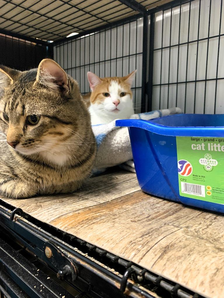 Enlarge Sparrow, a Adoptable mixed breed in Algona, IA image 6/6