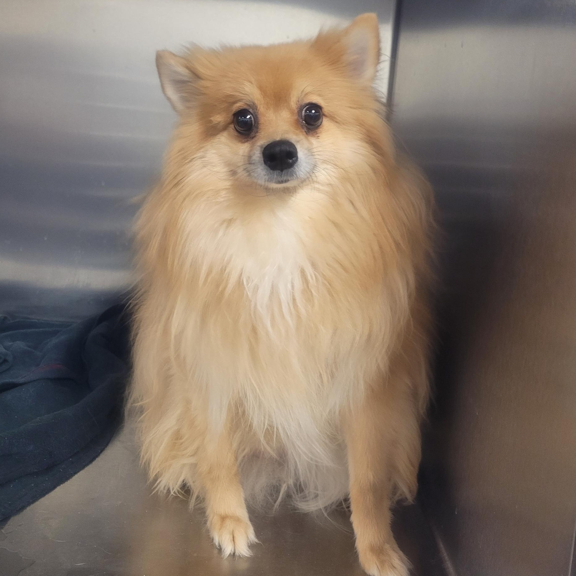Teddy, adopted, Adult Male Pomeranian.